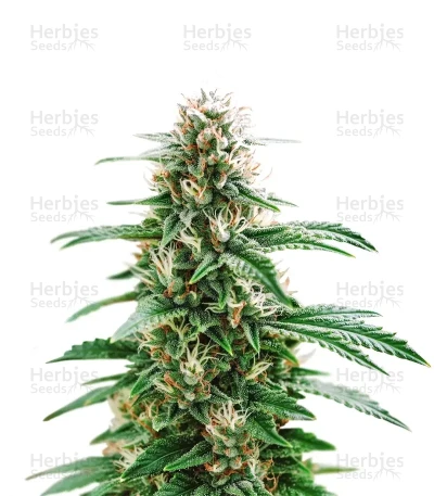 Santa Muerte