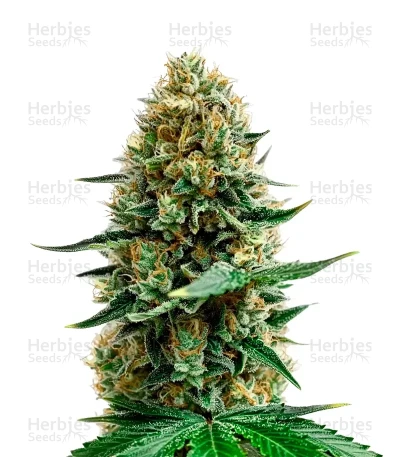 Sweet Cherry Kush — Sensi Seeds