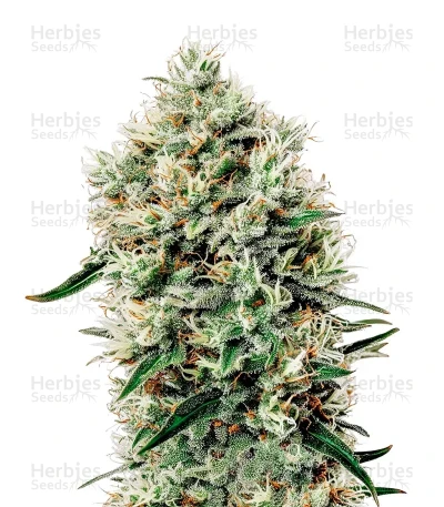 White Rhino — Green House Seeds