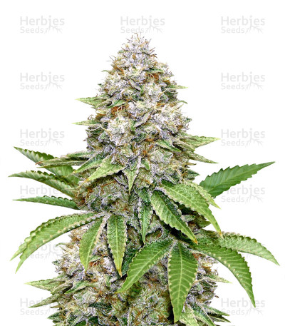 Bruce Banner #3 Fast — Original Sensible Seeds