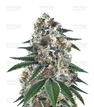 Wonder Black Domina — Hero Seeds