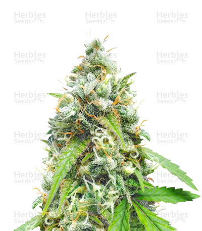 Black Widow — Herbies Seeds