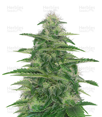 Dark Delight — Dutch Passion