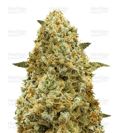 Monster Pebbles Feminized Seeds from Monster Genetics — Monster Genetics