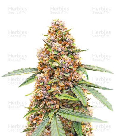 Runtz Autoflower — EGS