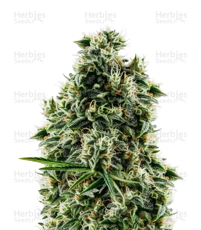 Arjan's Haze #2 — Green House Seeds
