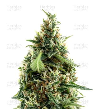 Arjan's Ultra Haze #1 — Green House Seeds