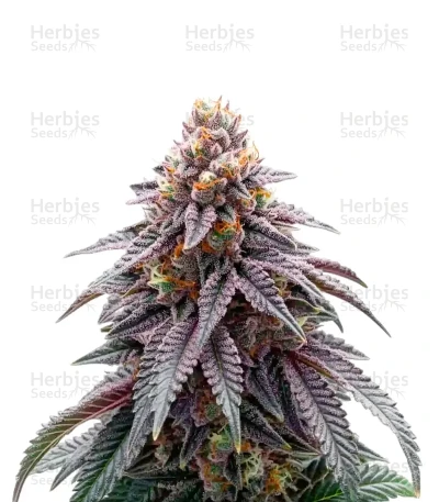 Black Cherry Gushers — Barney's Farm