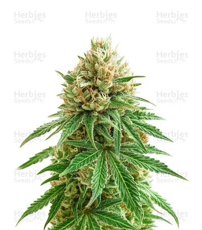 Strawberry AKeil — Serious Seeds