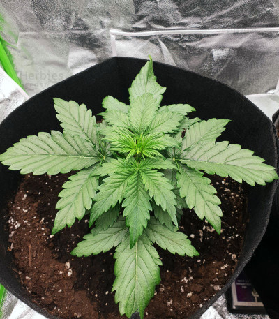 AK-48 Auto feminized seeds for sale - Herbies Seeds