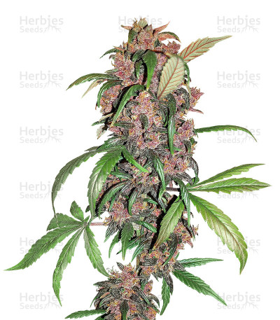 Red Mandarine F1 Fast Version — Sweet Seeds