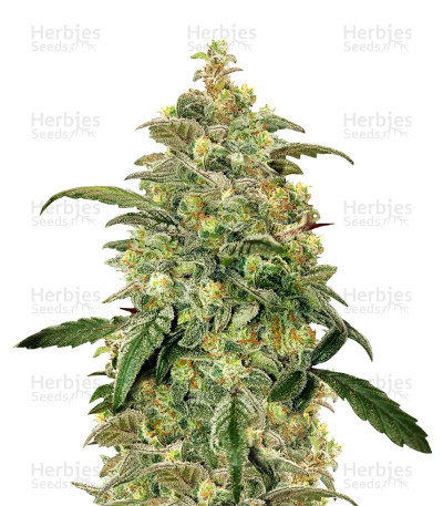 Toof Decay Auto — Mephisto Genetics