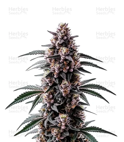 Black Sugar — World Wide Cultivars