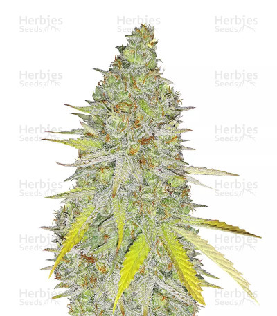Chocolate Mint OG Auto — Humboldt Seeds Organization