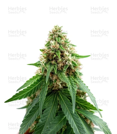 Colombian Jack — Kannabia Seeds