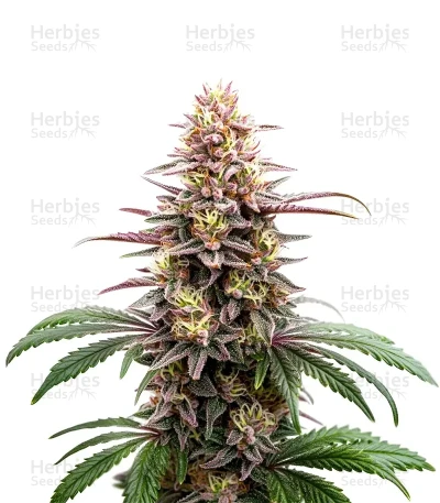 Extraction Grape Gas — World Wide Cultivars