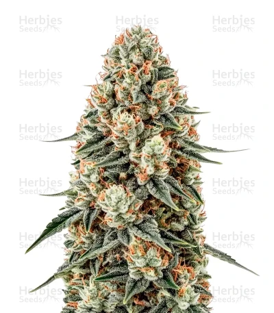 Russian Haze Auto