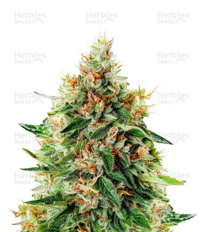 Train Wreck Feminized Seeds from Green House — Green House Seeds