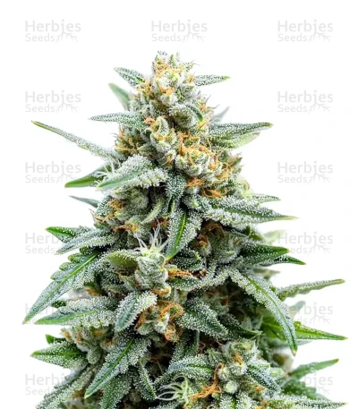 Tropicana Cookies — Growers Choice