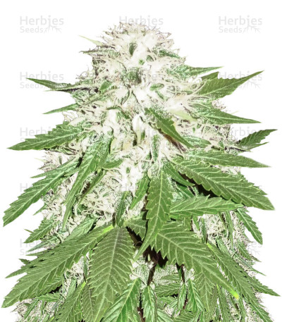 Sumo's OG Kush — Sumo Seeds