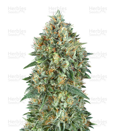 Auto Gelato 33 — Advanced Seeds