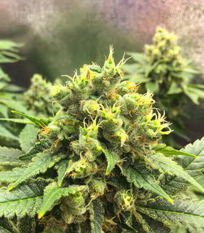 Buy Black Jack feminized seeds by Sweet Seeds - Herbies