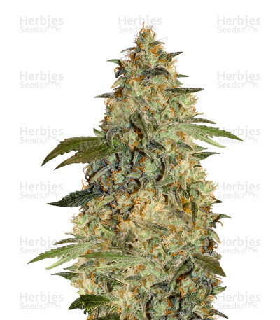 Brooklyn Mango — Dr Underground