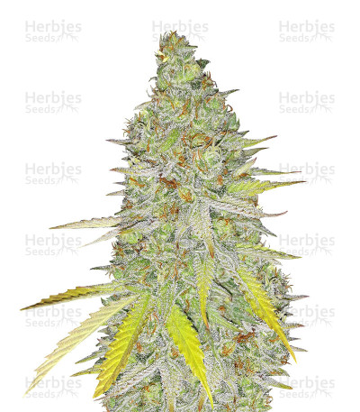 Chocolope Kush — DNA Genetics