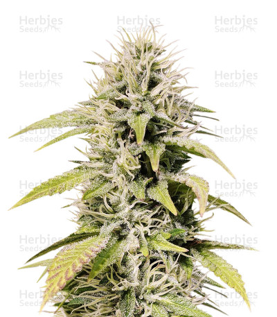 Cookies and Cream — Seedstockers
