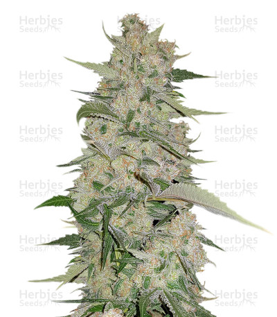 Mangobiche Kush