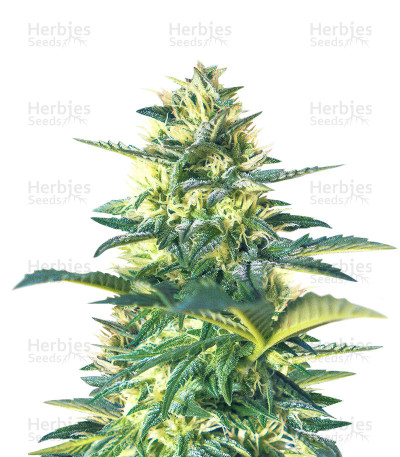 Bubba Kush Autoflower — Herbies Seeds