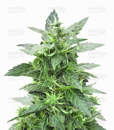 Sticky Z Glue — Cream of the Crop Seeds