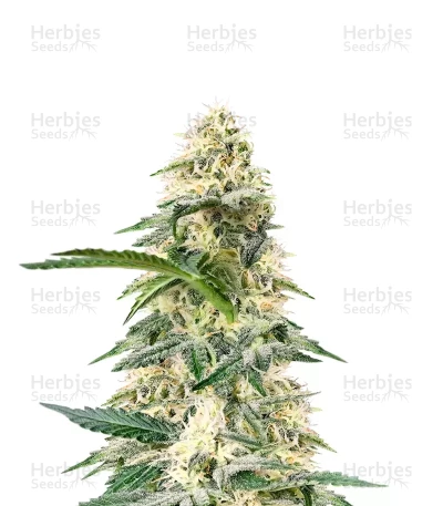 Frostbanger Auto — Fast Buds