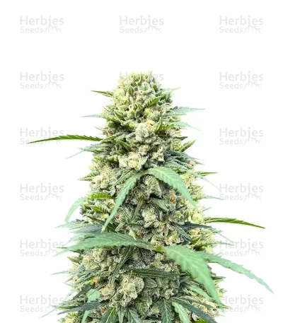 White Widow x White Fire OG Autoflower — Seedkeepers