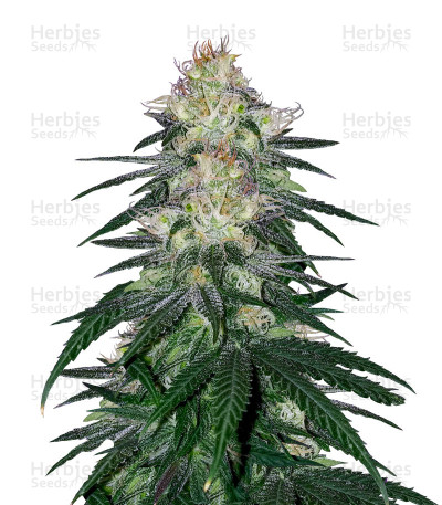 Fat Banana — Royal Queen Seeds
