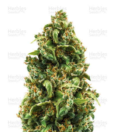 Sour Sorbet — DNA Genetics