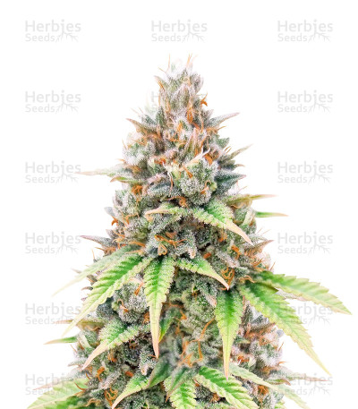 Critical Auto — Herbies Seeds