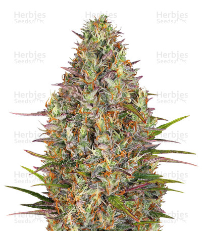 Glue Gelato Auto — Barney's Farm