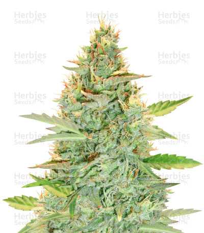Green Crack Auto — Fast Buds