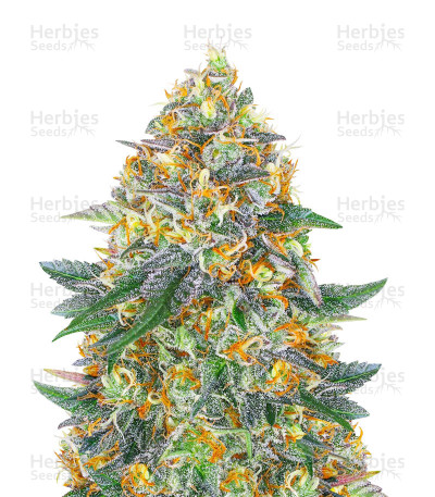 Moby Dick Auto — Barney's Farm