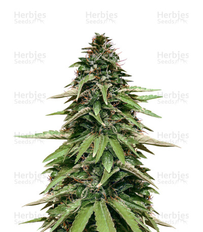 Afghan Spliff