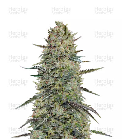 Hindu Cream