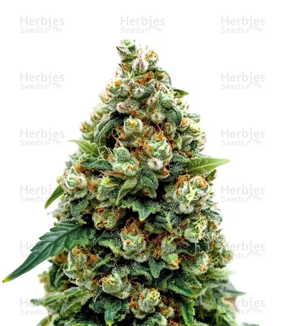 Jack Herer — Green House Seeds