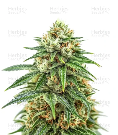Mendocino Chanel Kush — Medical Seeds