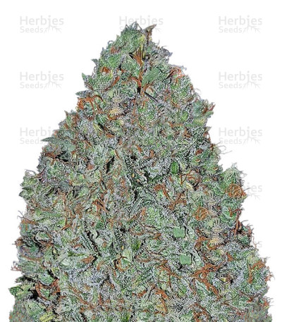 The Cinderella's — Sumo Seeds