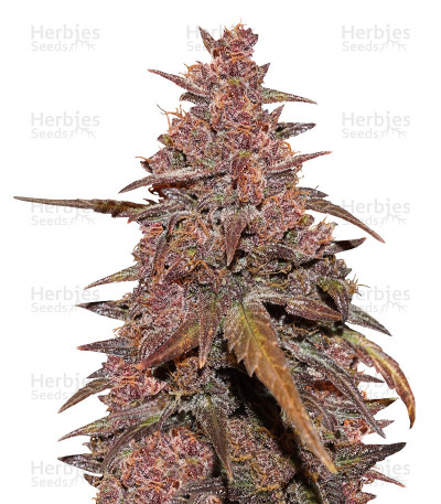 CBD Auto Blackberry Kush — Dutch Passion