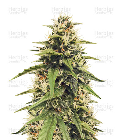 Heisenberg Special Auto