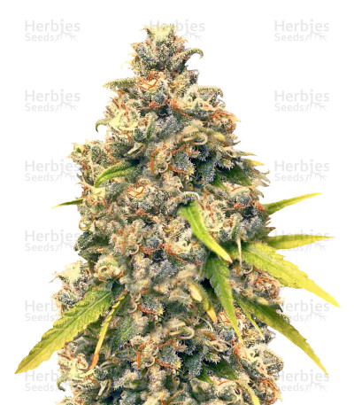 Pineapple Express