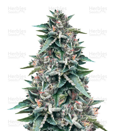 Sorbet #4 — DNA Genetics