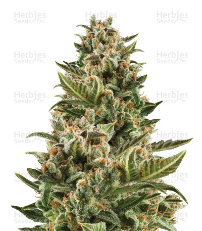 White Crystal Meth Auto